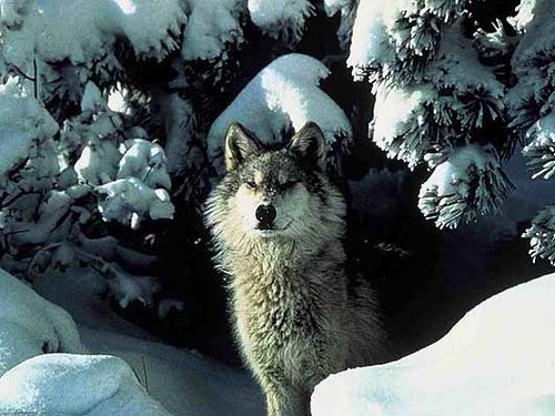 Werewolfs do exist, and we are here to provide information and proofs. Follow for werewolf-updates!