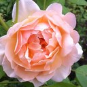 jane campion - @janecampion1 - Twitter