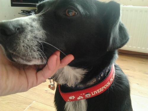 Married to @teddyboytom  mummy of one and have a crazy dog. love a bevvy and a laugh. Hate animal cruelty and BSL. #savelennox