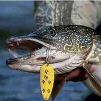 Fishing321.com (@teamfishing321) Twitter profile photo
