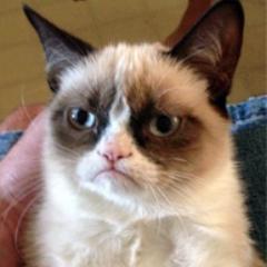 I hate all of my 9 lives