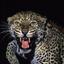 lisa lawless - @1badk1tty - Twitter