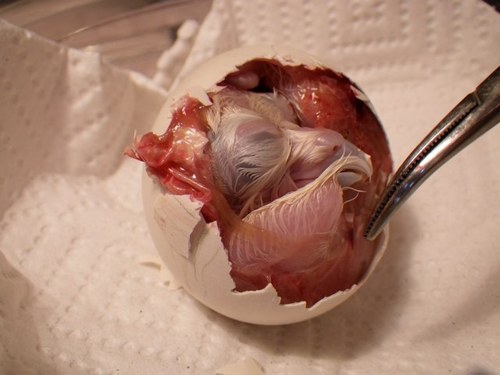 spottedbuhos's profile picture. 