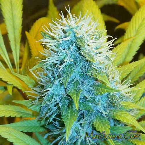 27 year old dad of twins, full time fully functional pot smoker with one aim #legalizeweed I FOLLOW BACK!