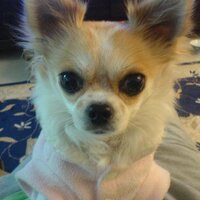 一劍浣春秋 (@chee828) 's Twitter Profile Photo