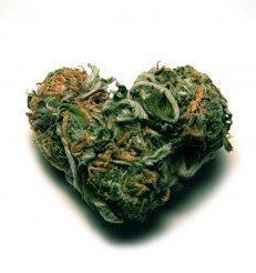 Let's bring it on! Vamos a fumar un porro!