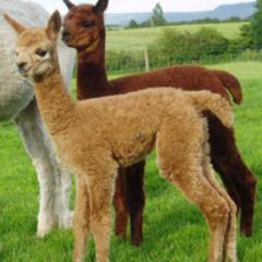 Morning Star Alpaca Farm located in Greenwood, DE. Call Today to schedule a farm visit or visit our farm store. (302) 349-5550