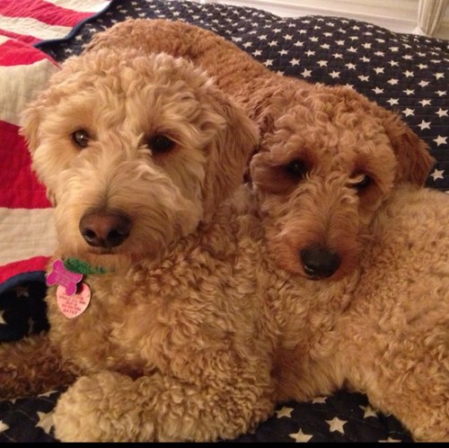 We are mini golden doodles from Country Mini Doodles in Indiana living the good life in Delaware!