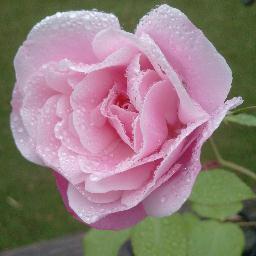 DianaBattles's profile picture. 