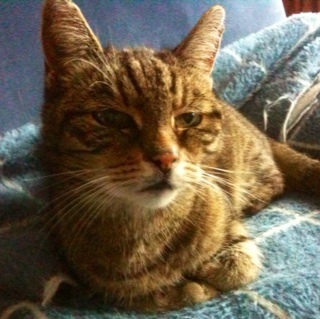 Fruity_Cats Profile Picture