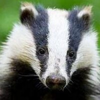 Stephen Ellis (@badgerbites) 's Twitter Profile