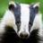 badgerbites's profile image