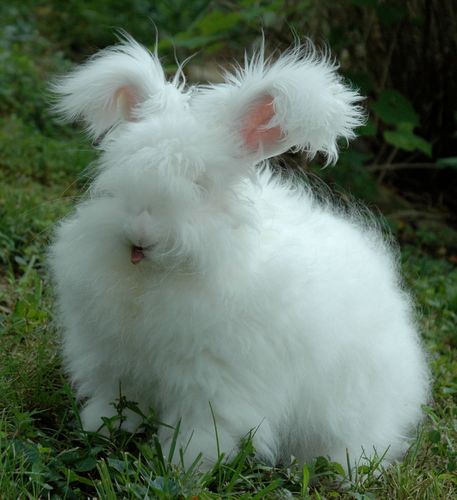 angorawoman's profile picture. Rosalie raises angora rabbits and goats on my hobby farm and practice anesthesia.  I like cooking, sewing, spinning, photography, fishing, begonias, gardening.