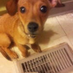 My name is Sheamus, yes named after @WWESheamus! My mommy named me after her favorite wrestler! Hobbies: Terrorizing the cats, chewing fingers or anything else!