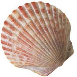 seeshelline's profile picture. Effervescent kinda gal.