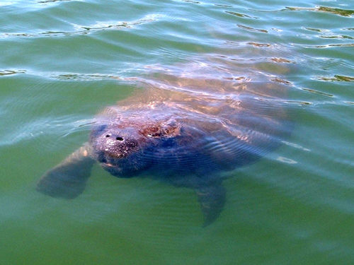 Almost Heaven Kayak Adventures provides a wide variety of guided kayak eco tours that will allow you to get closer to nature while experiencing an adventure.