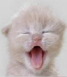 ConservativeCat's profile picture. 