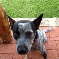 andrew ritchie (@ritch_iconag) 's Twitter Profile