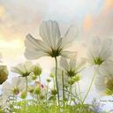 Angeline Cheah - @Cheah77 - Twitter