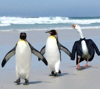 Sintrometendo na vida dos tuiteiros, mas só de leve. Please, tenha paciência comigo!