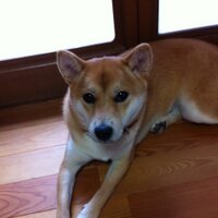 おきく (@okiku3rd) 's Twitter Profile