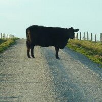 King Island (@visitkingisland) 's Twitter Profile