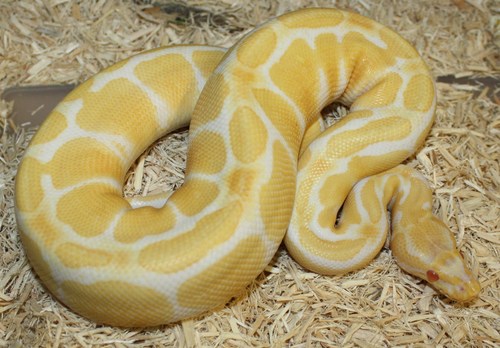Breeder of Quality Reptiles at Affordable Prices.
