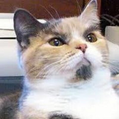 みけ猫 Mike Kuro Tora Twitter