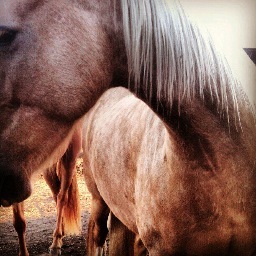 Came back to #SaveSanditon #sanditonseason2 Love my family, period dramas, horses, and makeup! Mary Kay Sales Director
