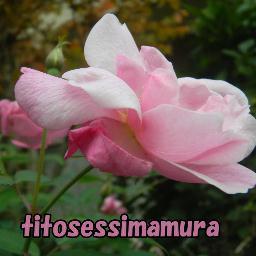 千歳　島村さんのプロフィール画像