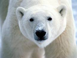 DaBiPolarBear's profile picture. My name is Sherryl. Just A Bipolar Polar bear. Who will cook you breakfast one day. Eat you for breakfast the next.