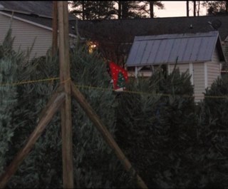 UpchurchFarm's profile picture. Family owned & operated farm specializing in fresh Fall & Christmas decor in Cary, NC