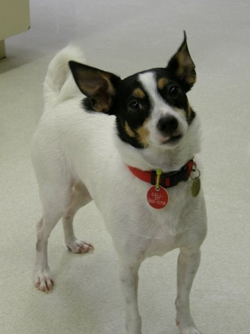 Small animal vet clinic with a focus on general medicine, surgery and canine reproduction.