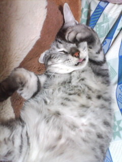 uta13uta's profile picture. 声優様LOVE・艶漢大好き♪・猫は私の大切な存在💕・ディズニー好きな一般人です。ぶつぶつ一人言呟きますが、お気になさらずにww趣味が合う方と仲良くなれたらと思ってますo(^-^)o よろしくお願いします♪基本、見る専門です😃