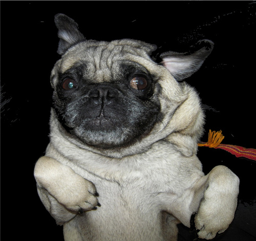 BeefyPug's profile picture. My name is Daisy. I am a pug who enjoys whipped cream, Spongebob and being sung to while taking a poop.