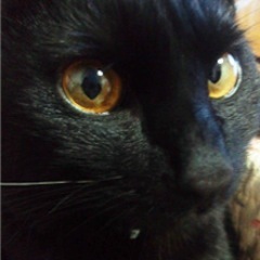 猫田にゃん 看板猫のとある日曜日(One Sunday with the Mascot Cat
