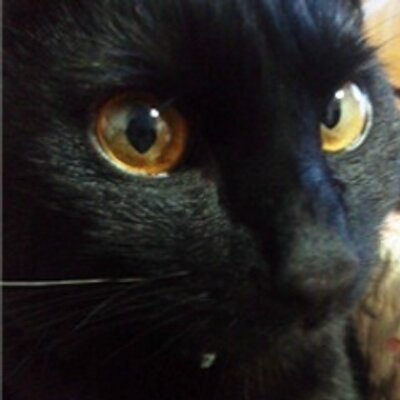 猫田にゃん (@hidetake23) / X