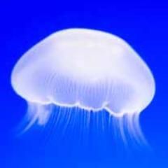 ダリウスとリーシンに囲まれたレベル2ジャックス