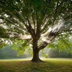 Tree surgery and landscaping business. Free no obligation quotes. Over 10 years experience. Recommended by Trading Standards ‘Buy with confidence’