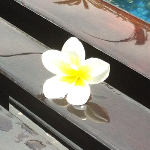 shannonlee1971's profile picture. Living a great life - proud supporter of aged care and Essendon FC                                           views my own