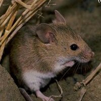 Mus_spretus (@mus_spretus) 's Twitter Profile Photo Mus_spretus (@mus_spretus) 's Twitter Profile Photo