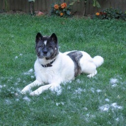 Dayadog Profile Picture