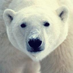 achatsdurables's profile picture. Sauvons les ours polaires.