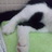 すがコのアイコン