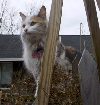 Sitkading's profile picture. registered nurse, gardener, animal lover,mother of the most incredible son, I have a spinal cord injury.