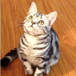 gatosdecolombia's profile picture. 