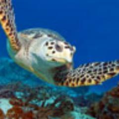 Trustee of One World Wildlife (.org).
SIGN petition to stop living hell of live packaged turtles. FB/RT See video: http://t.co/IZFtUWz2
Opinions my own.