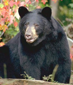 Just A Bear