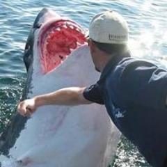 vAuto Product Leader and Evangelist, Deliverer of award winning software, Dad, Husband, Car lover, and Puncher of Sharks