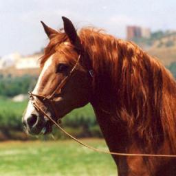 I AM HORSE. HOW DO I INTERNET.?.... I HAVE HOOVES.